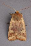 Conistra erythrocephala