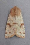 Orthosia incerta