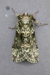 Polyploca ridens