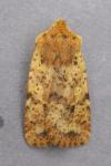 Conistra rubiginea