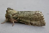 Achlya flavicornis