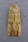 Lithophane socia