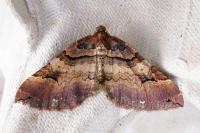 Earophila badiata