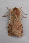 Cerastis rubricosa