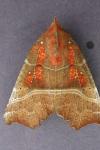 Scoliopteryx libatrix