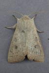 Orthosia gracilis