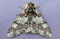 Biston strataria