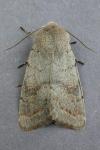 Orthosia populeti