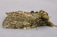 Peridea anceps