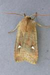 Eupsilia transversa