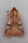 Cerastis leucographa