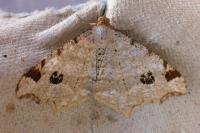 Macaria notata