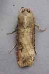 Agrotis ipsilon