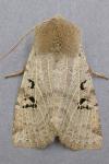 Conistra rubiginosa