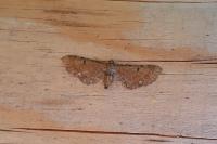 Eupithecia absinthiata