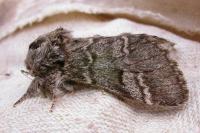 Drymonia ruficornis