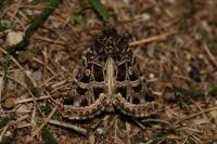 Leucochlaena turatii