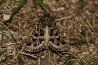 Leucochlaena turatii