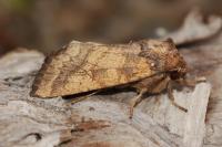 Gortyna xanthenes