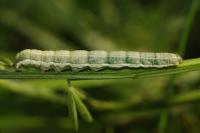 Trigonophora haasi
