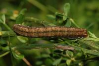 Trigonophora haasi