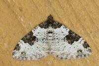 Xanthorhoe fluctuata