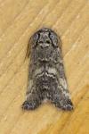 Drymonia ruficornis