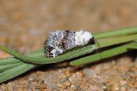 Eublemma scitula