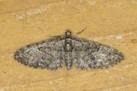 Eupithecia abbreviata