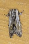 Harpyia milhauseri