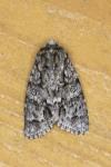 Acronicta rumicis