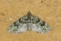 Chloroclystis v-ata