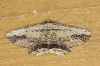 Menophra abruptaria