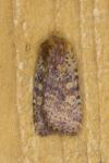 Conistra staudingeri