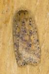 Conistra rubiginea