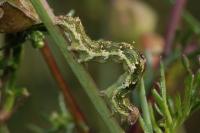 Emmelia viridisquama