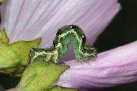 Emmelia viridisquama