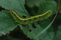 Pardoxia graellsii