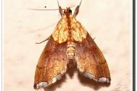 Agrotera nemoralis