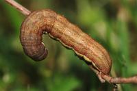Agrochola lychnidis