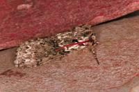 Polyploca ridens