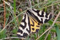 Arctia plantaginis