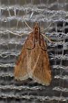 Pyrausta despicata