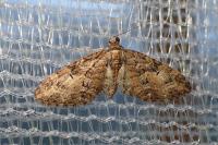 Eupithecia abbreviata