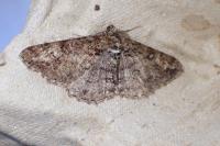 Cleora cinctaria