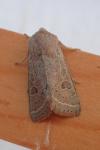 Orthosia gracilis