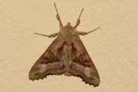 Phlogophora meticulosa