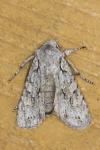 Lithophane ornitopus