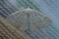 Cabera exanthemata
