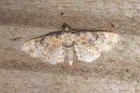 Eupithecia linariata/pulchellata/pyreneata